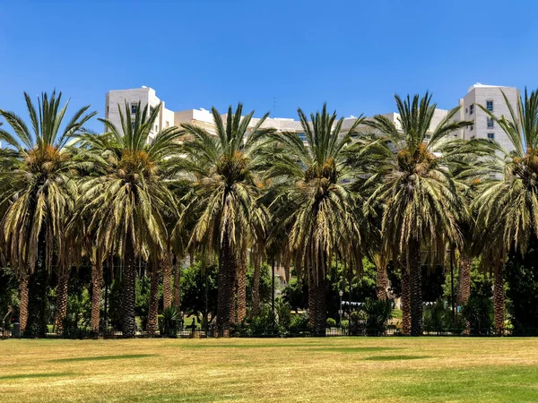 A lot of palm trees in Gan Ha'ir park in Rishon Le Zion, Israel — Stock Photo, Image