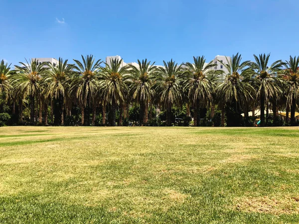 Bir sürü palmiye ağaçları Gan Ha'ir Park Rishon Le Zion, İsrail