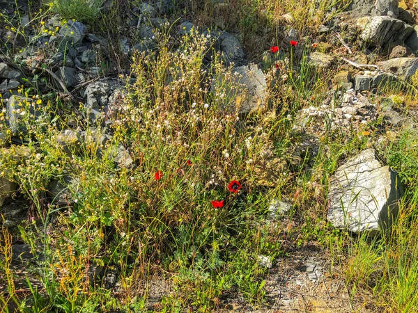 Güneş gününde bahçede bahar çiçekleri, haşhaş ve yeşil çimen. Çekimi kapat