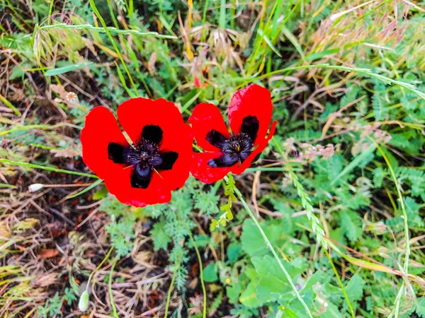 Spring flower and green grass in the yard in suny day. Close up shot  poppy — Stock Photo, Image