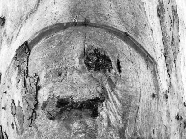 公園内の美しい古い木。テクスチャ背景クローズ アップ表示 — ストック写真