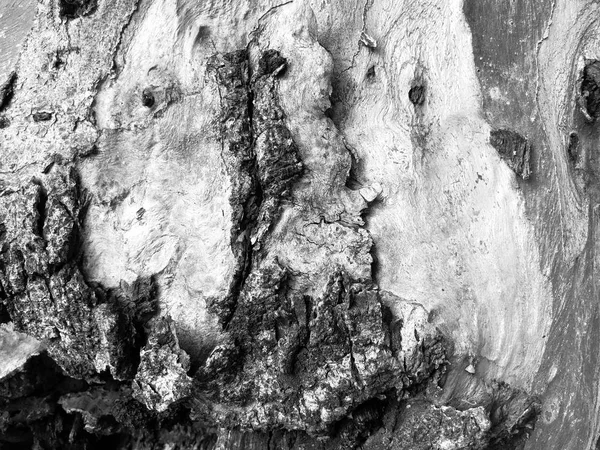 Hermoso árbol viejo en el parque. Textura fondo vista de cerca — Foto de Stock