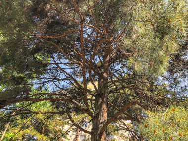 Parkta güzel çam ağacı. Alttan en üste göster.