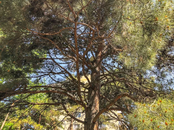 Parkta güzel çam ağacı. Alttan en üste göster.