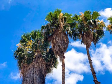 Güzel mavi güneşli gün, sıcak yaz günü gökyüzü ve ev karşı palmiye ağaçlarında
