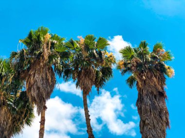 Güzel mavi güneşli gün, sıcak yaz günü gökyüzü ve ev karşı palmiye ağaçlarında