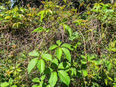 Yeşil çalılar ve bitkiler suny gün şehir bahçesinde. Atış kapatın.