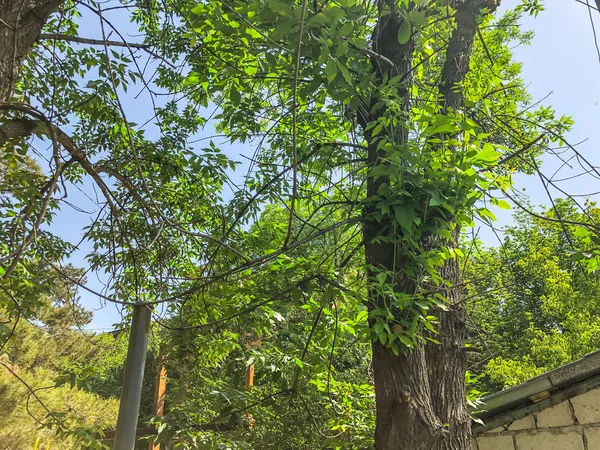 Zelené květy stromů v městské zahradě v suny den. Detailní záběr záběr — Stock fotografie
