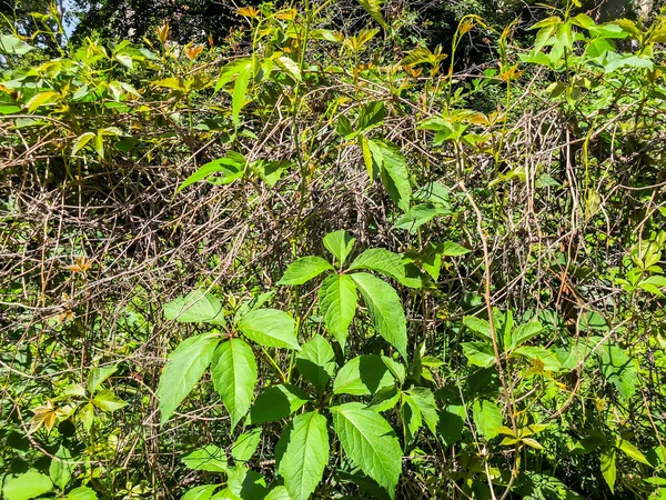 Yeşil çalılar ve bitkiler suny gün şehir bahçesinde. Atış kapatın.