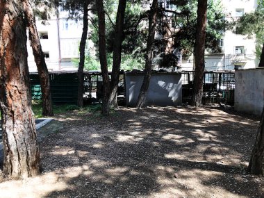 Çam ağaçları ve şehir yeard içinde bazı garajlar