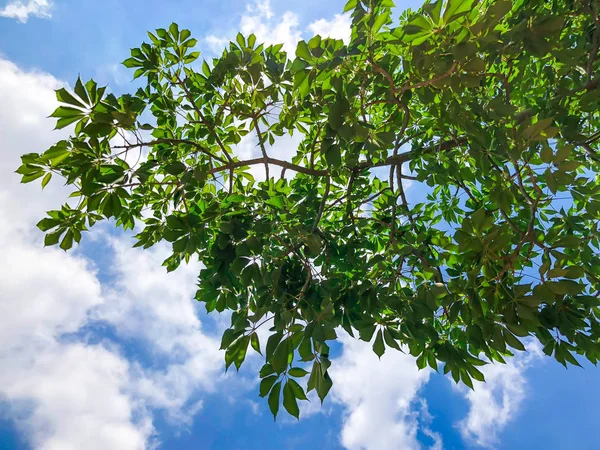 Όμορφα πράσινα φύλλα από εξωτικό δέντρο ενάντια στον ουρανό στο Ισραήλ. Κοντινό πλάνο — Φωτογραφία Αρχείου