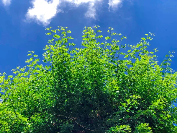 İsrail gökyüzüne karşı yeşil yaprakların güzel çalılar. Atış kapatın — Stok fotoğraf