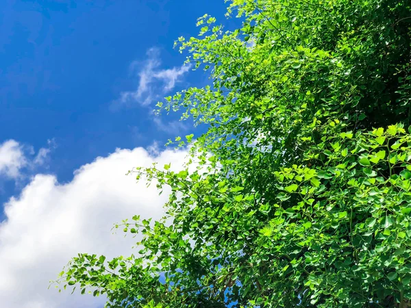 İsrail gökyüzüne karşı yeşil yaprakların güzel çalılar. Atış kapatın