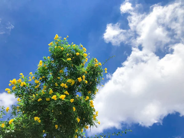 Όμορφους θάμνους από κίτρινα λουλούδια ενάντια στον ουρανό στο Ισραήλ. Κοντινό πλάνο — Φωτογραφία Αρχείου