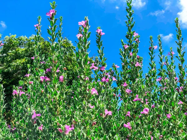 Beaux buissons de fleurs contre le ciel en Israël. Gros plan — Photo