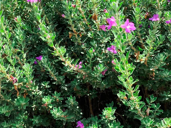 Piękne krzewy kwiaty w Izraelu. Strzał z bliska — Zdjęcie stockowe