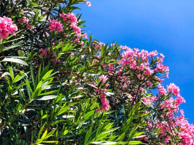 Bahar çiçekleri İsrail gökyüzüne karşı. Atış kapatın.