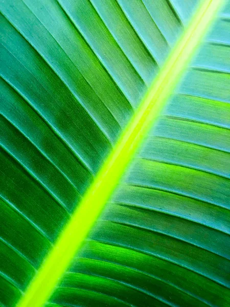 Nahaufnahme einer tropischen Palme. abstrakte Palmtextur für den Hintergrund der Natur — Stockfoto