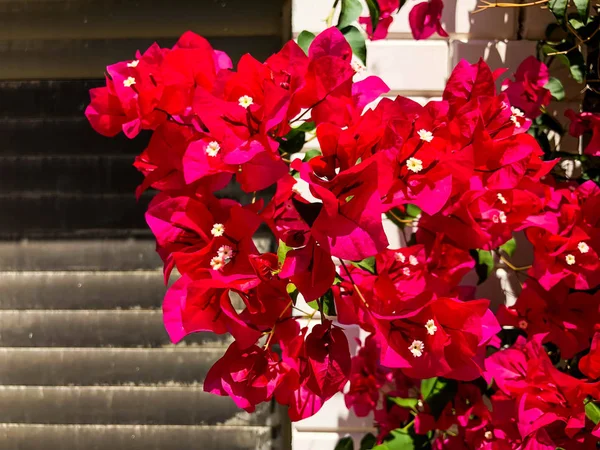 Fechar-se de flores e natureza em uma rua em Israel — Fotografia de Stock