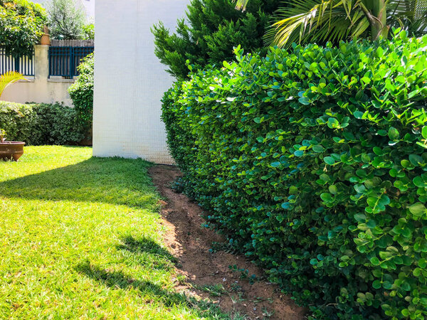 Landscaping gardening near the house, bushes, trees grass