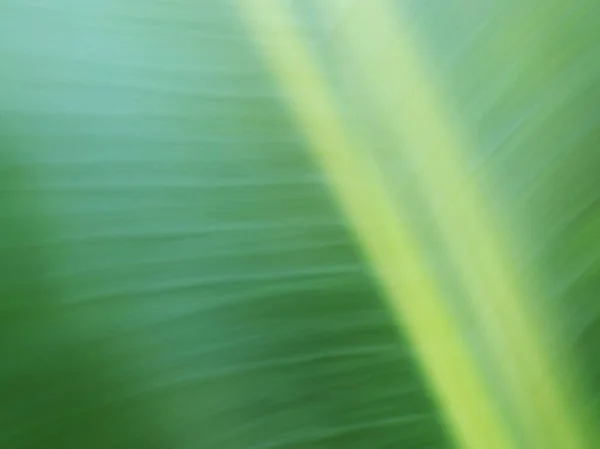 Φύλλα άνοιξη θολή. Αφηρημένη motion blur επίδραση — Φωτογραφία Αρχείου
