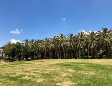 Bir sürü palmiye ağaçları Gan Ha'ir Park Rishon Le Zion, İsrail