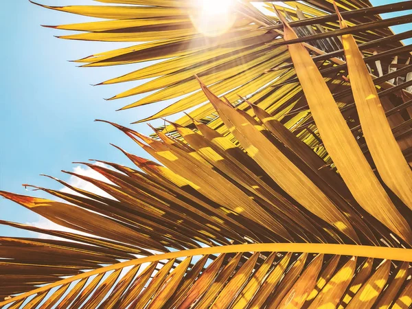 Primer plano de una palmera tropical. Textura de palma abstracta para fondo natural —  Fotos de Stock