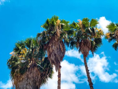 Güzel mavi güneşli gün, sıcak yaz günü gökyüzü palmiye ağaçlarında 
