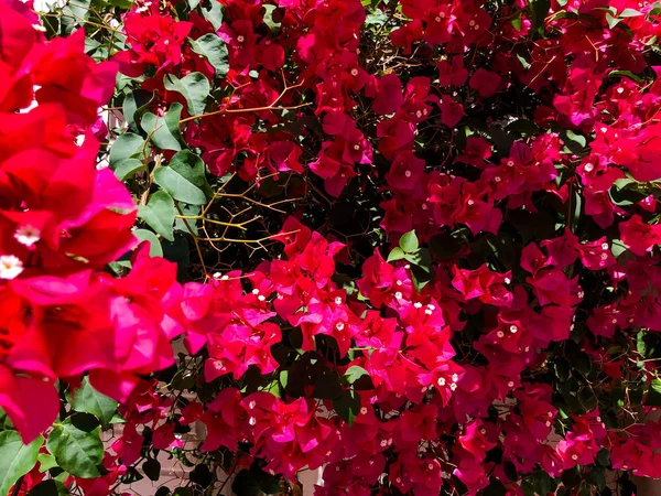 Flores de primavera en Israel. Primer plano. —  Fotos de Stock