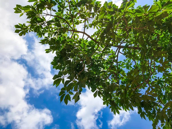 İsrail gökyüzüne karşı egzotik ağaç güzel yeşil yaprakları. Atış kapatın — Stok fotoğraf