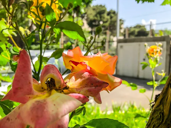 Rosas laranja e folhas verdes no quintal em dia ensolarado. Fechar tiro . — Fotografia de Stock