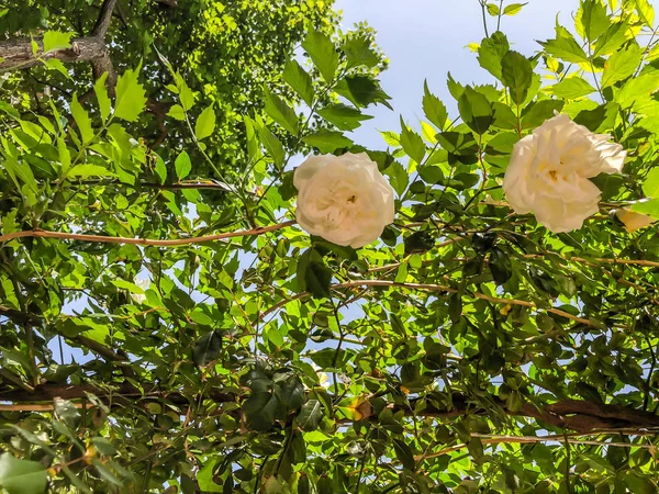 Roses blanches et feuilles vertes dans la cour par temps ensoleillé. Gros plan . — Photo