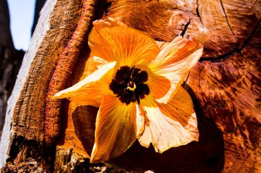 Bahar çiçekleri İsrail. Atış kapatın