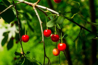 ekşi kiraz kiraz ağacı dalı demet