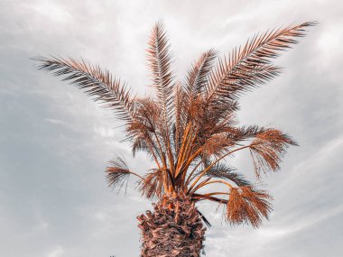 Palmiye ağaçları tropik sahil Hindistan cevizi ağacı, yaz ağaç palmiye ağaçlarının mavi gökyüzü karşı