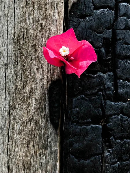 Flor rosa en un árbol quemado de cerca —  Fotos de Stock