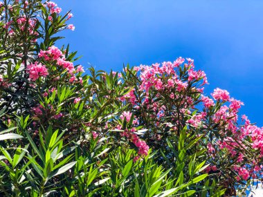 Bahar çiçekleri İsrail gökyüzüne karşı. Atış kapatın.