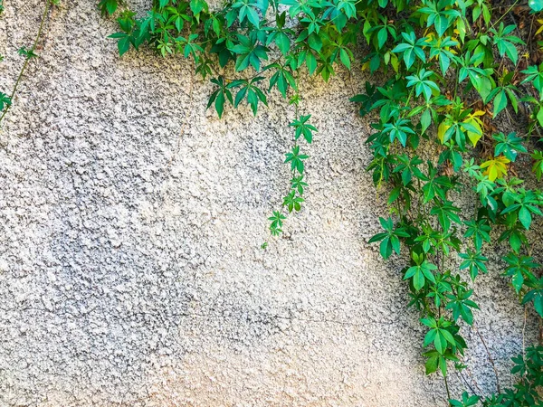 Zaun mit schönen frischen grünen Blumen mit grünen Blättern im Garten — Stockfoto