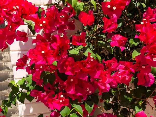 이스라엘에서 봄 꽃입니다. 클로즈업 샷 — 스톡 사진