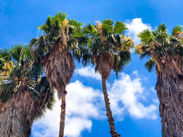 Beautiful blue sunny day, palm trees in hot summer day against sky — Stock Photo, Image