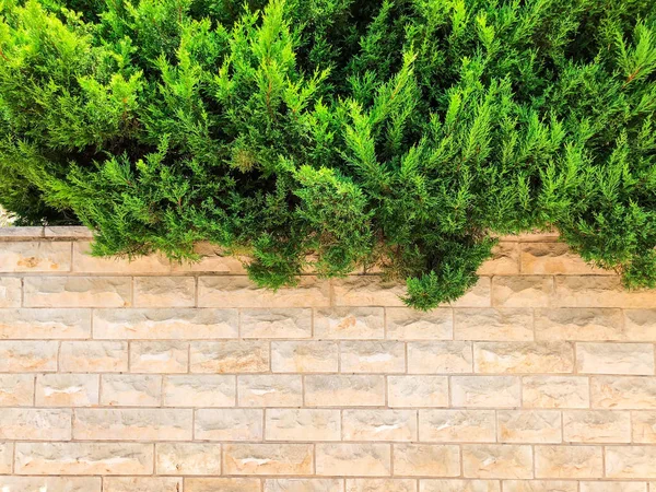 Sobre valla de piedra hermosos arbustos verdes. Primer plano. — Foto de Stock
