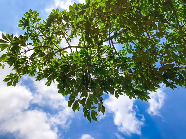 Όμορφα πράσινα φύλλα από εξωτικό δέντρο ενάντια στον ουρανό στο Ισραήλ. Κοντινό πλάνο — Φωτογραφία Αρχείου