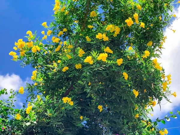 Beaux buissons de fleurs jaunes contre le ciel en Israël. Gros plan — Photo