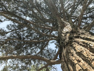 Parkta güzel eski kozalaklı. Alttan en üste göster.