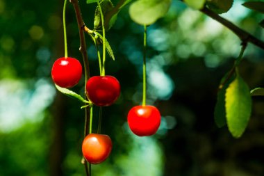 ekşi kiraz kiraz ağacı dalı demet