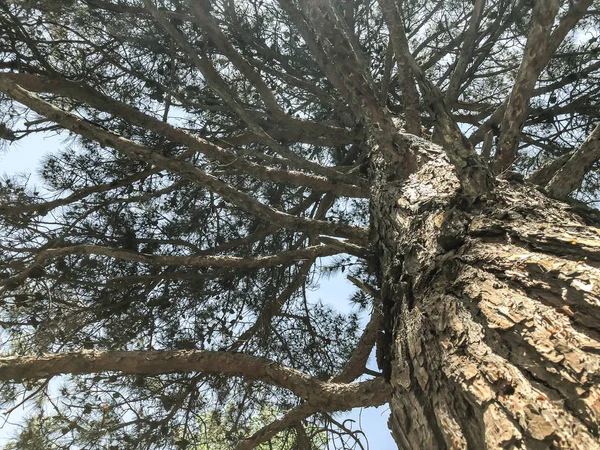 Parkta güzel eski kozalaklı. Alttan en üste göster.