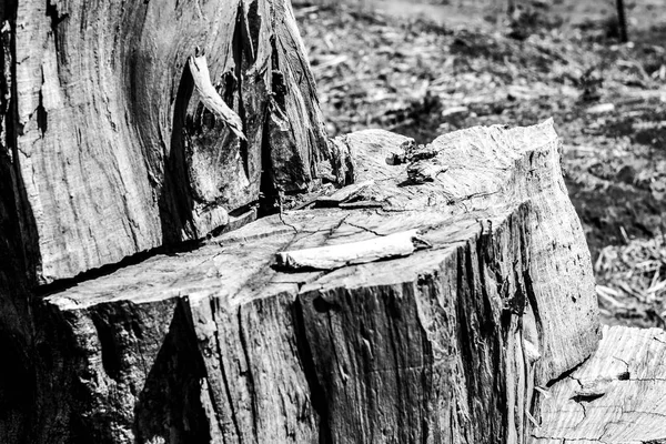 Dode boomstronk op het gras. De oude dode hennep na het snijden van de boom — Stockfoto