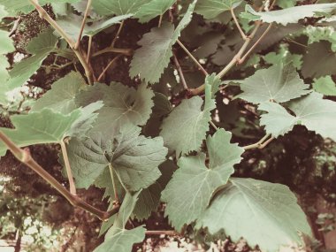 Üzüm asma, üzüm yaprakları, bir şehir bahçesinde bahar güneşli bir üzüm