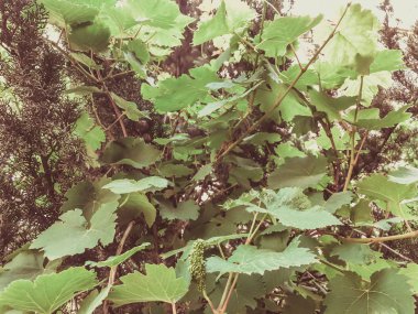 Üzüm asma, üzüm yaprakları, bir şehir bahçesinde bahar güneşli bir üzüm