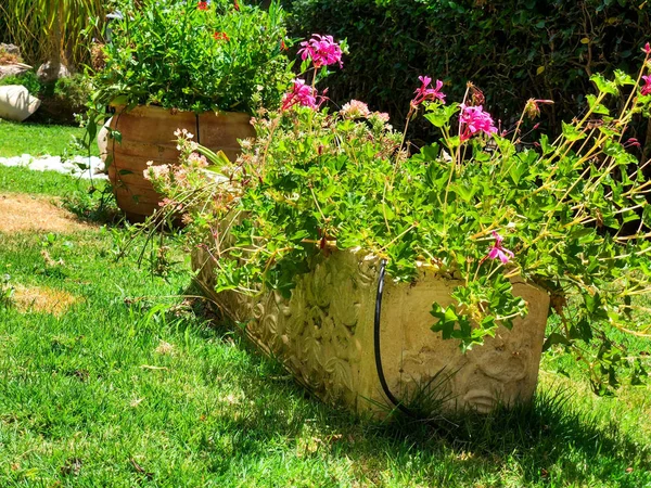 Gros plan de fleurs et de nature dans une rue d'Israël . — Photo